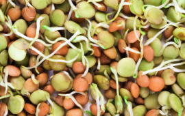 Lentil Sprouts