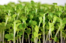 Microgreens