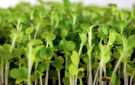 Microgreens