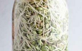 Sprouts in Jar
