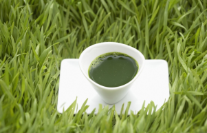 Wheatgrass Juice