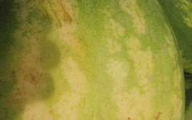 watermelon