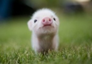 32-pictures-to-make-you-say-aww 32-pictures-to-make-you-say-aww