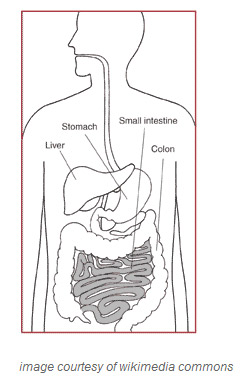 drawing of the human digestive system