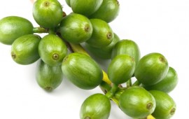 green coffee beans to lose weight